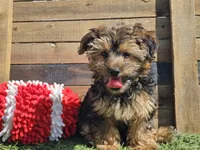 Laszlo, a male Yorkipoo for sale in Boyden, IA – 8 of 10
