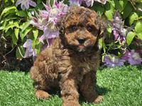 Scooby, a male Havapoo for sale in Boyden, IA – 9 of 10