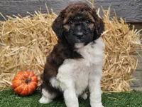 Sasha, a female Goldendoodle for sale in Boyden, IA – 5 of 10