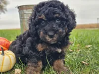 Bear, a male Havapoo for sale in Boyden, IA – 6 of 10