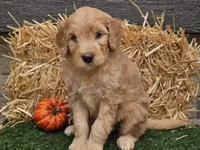 Silas, a male Goldendoodle for sale in Boyden, IA – 10 of 10