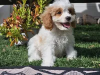 Greta, a female Cavapoo for sale in Boyden, IA – 6 of 10