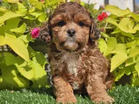 Noah, a male Shihpoo for sale in Boyden, IA – 10 of 10