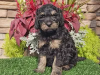 Wags, a male Goldendoodle for sale in Boyden, IA – 3 of 10