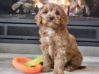 Maurice , a male Cavapoo for sale in Boyden, IA – 9 of 10