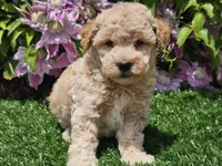 Sunny, a male Havapoo for sale in Boyden, IA – 4 of 10