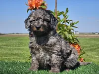Janko, a male Miniature Aussiedoodle for sale in Boyden, IA – 9 of 10