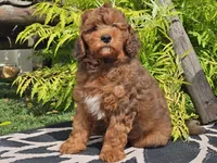 Stitch, a male Miniature Bernedoodle for sale in Boyden, IA – 3 of 10
