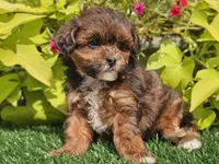 Navy, a female Shihpoo for sale in Boyden, IA – 7 of 10