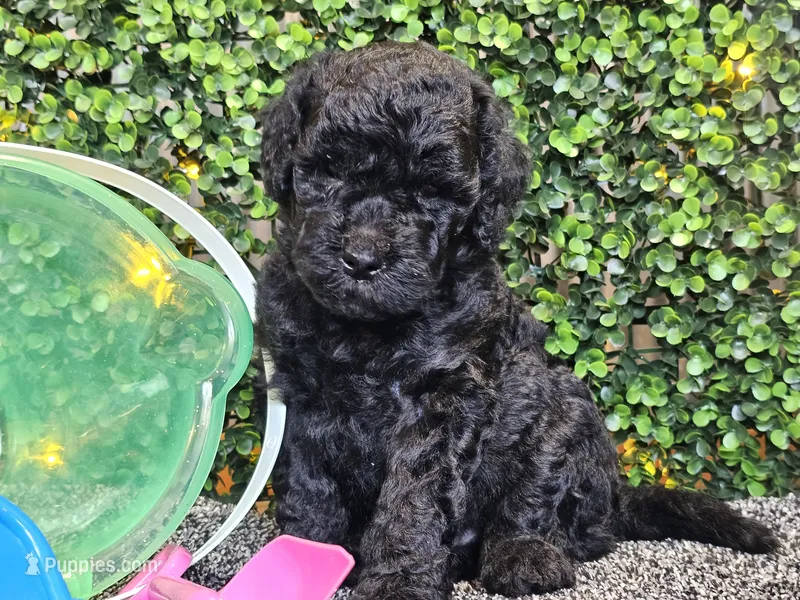 Franklin  – Whoodle puppy for sale in Boyden, IA