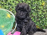 Franklin , a male Whoodle for sale in Boyden, IA – 1 of 10