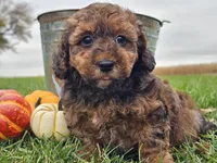 Benny, a male Havapoo for sale in Boyden, IA – 6 of 10