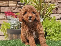 Desmond, a male Poodle - Miniature  for sale in Boyden, IA – 5 of 10