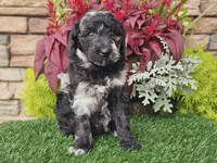 Whitley, a female Goldendoodle for sale in Boyden, IA – 9 of 10