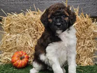 Sasha, a female Goldendoodle for sale in Boyden, IA – 2 of 10