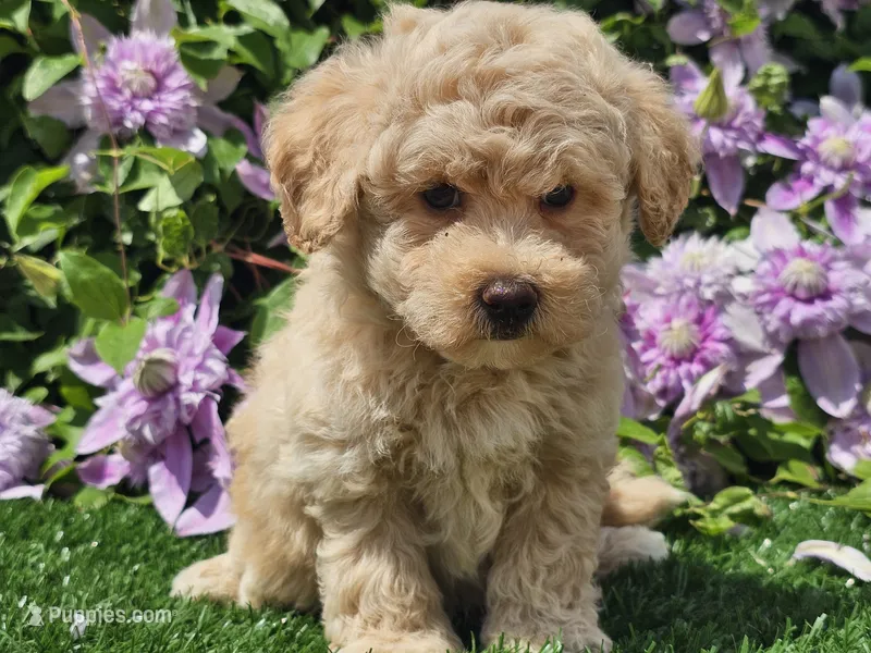 Colt – Havapoo puppy for sale in Boyden, IA