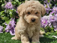 Colt, a male Havapoo for sale in Boyden, IA – 1 of 10