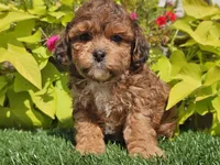 Noah, a male Shihpoo for sale in Boyden, IA – 8 of 10