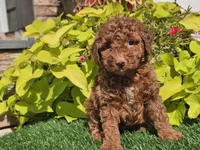 Polly, a female Poodle - Miniature  for sale in Boyden, IA – 5 of 10
