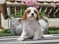 Tango, a male Cavapoo for sale in Boyden, IA – 2 of 10