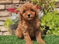 Dascha, a female Poodle - Miniature  for sale in Boyden, IA – 4 of 10