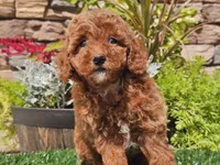 Desmond, a male Poodle - Miniature  for sale in Boyden, IA – 3 of 10