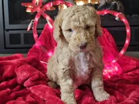 Goldie, a female Goldendoodle for sale in Boyden, IA – Photo 4 of 10