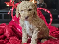 Goldie, a female Goldendoodle for sale in Boyden, IA – Photo 1 of 10