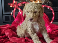 Goldie, a female Goldendoodle for sale in Boyden, IA – Photo 7 of 10