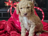 Goldie, a female Goldendoodle for sale in Boyden, IA – Photo 10 of 10