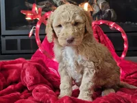 Goldie, a female Goldendoodle for sale in Boyden, IA – Photo 3 of 10