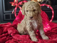 Goldie, a female Goldendoodle for sale in Boyden, IA – Photo 5 of 10