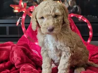 Goldie, a female Goldendoodle for sale in Boyden, IA – Photo 9 of 10