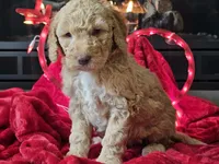 Goldie, a female Goldendoodle for sale in Boyden, IA – Photo 2 of 10