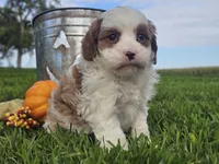 Omira, a female Cavapoo for sale in Boyden, IA – 8 of 10