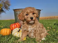 Buttercup , a female Havapoo for sale in Boyden, IA – 2 of 10