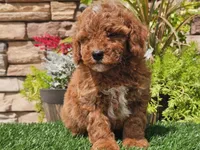 Darius, a male Poodle - Miniature  for sale in Boyden, IA – 6 of 10