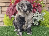Waves, a female Goldendoodle for sale in Boyden, IA – 8 of 10