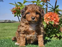 Jamie, a male Miniature Aussiedoodle for sale in Boyden, IA – 6 of 10