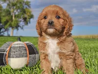 Joey, a male Cavapoo for sale in Boyden, IA – 2 of 10