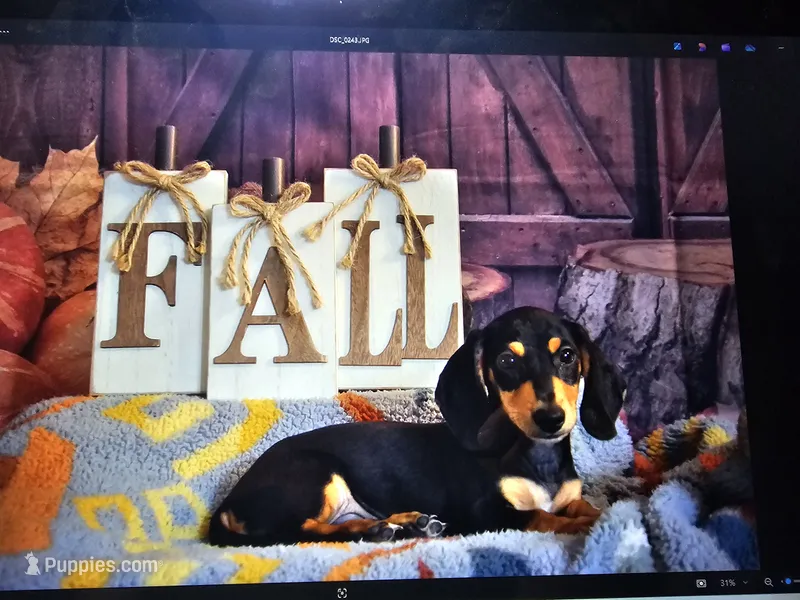 Black and tan short hair male – Miniature Dachshund puppy for sale in Pawhuska, OK