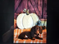 Chocolate and Tan LH male, a male Miniature Dachshund for sale in Pawhuska, OK – 1 of 1