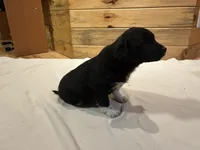 Shielah, a female Labradoodle and Miniature Golden Retriever for sale in Cashton, WI – Photo 2 of 7