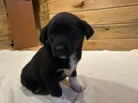 Shielah, a female Labradoodle and Miniature Golden Retriever for sale in Cashton, WI – Photo 1 of 7