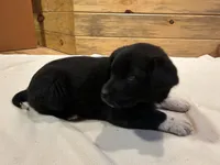 Shielah, a female Labradoodle and Miniature Golden Retriever for sale in Cashton, WI – Photo 3 of 7