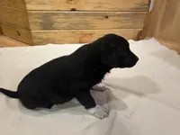 Shielah, a female Labradoodle and Miniature Golden Retriever for sale in Cashton, WI – Photo 5 of 7