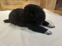 Peter, a male Labradoodle and Miniature Golden Retriever for sale in Cashton, WI – Photo 3 of 6