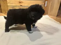 Peter, a male Labradoodle and Miniature Golden Retriever for sale in Cashton, WI – Photo 2 of 6