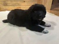 Peter, a male Labradoodle and Miniature Golden Retriever for sale in Cashton, WI – Photo 1 of 6