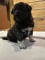 Betty, a female Labradoodle and Miniature Golden Retriever for sale in Cashton, WI – Photo 1 of 6